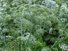 Ammi majus